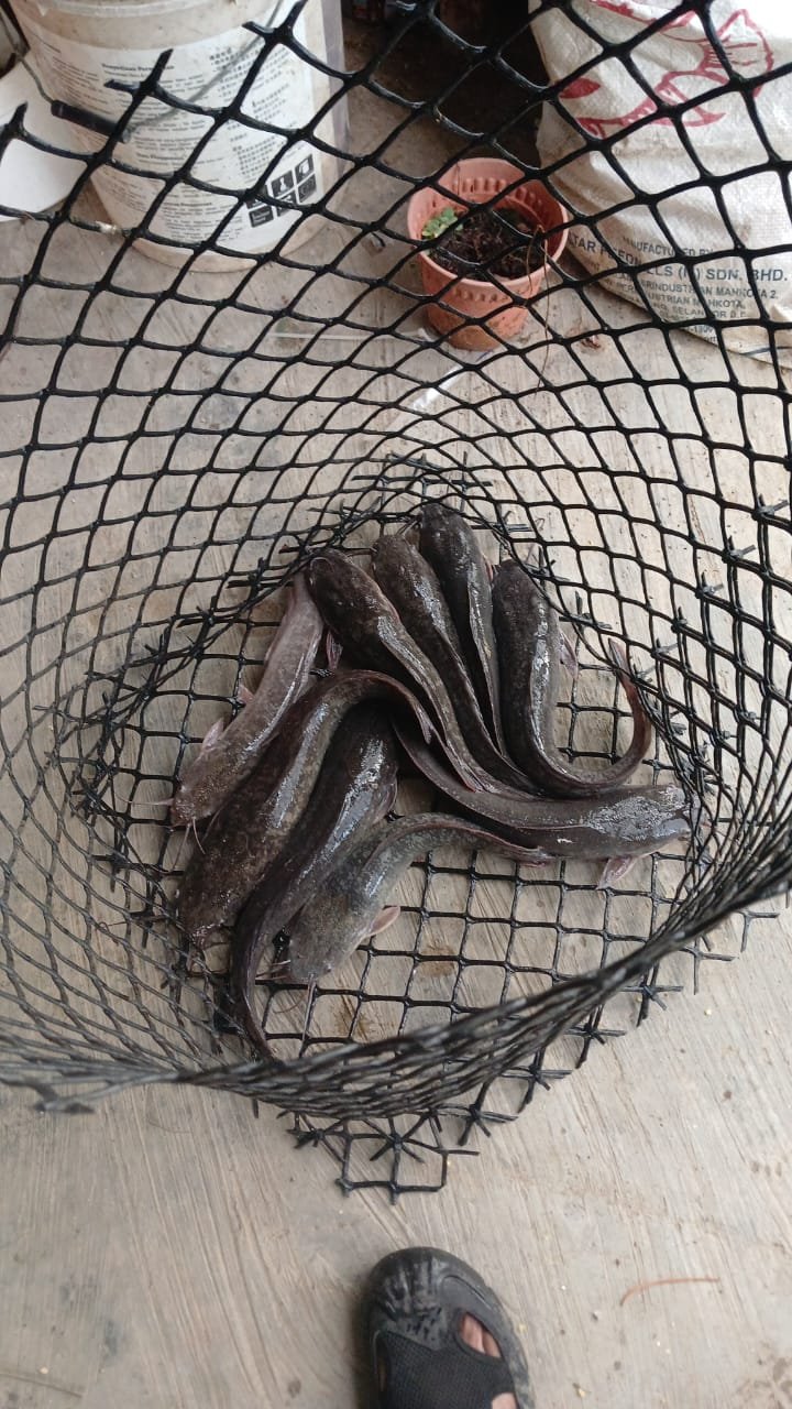 Ikan Keli segar