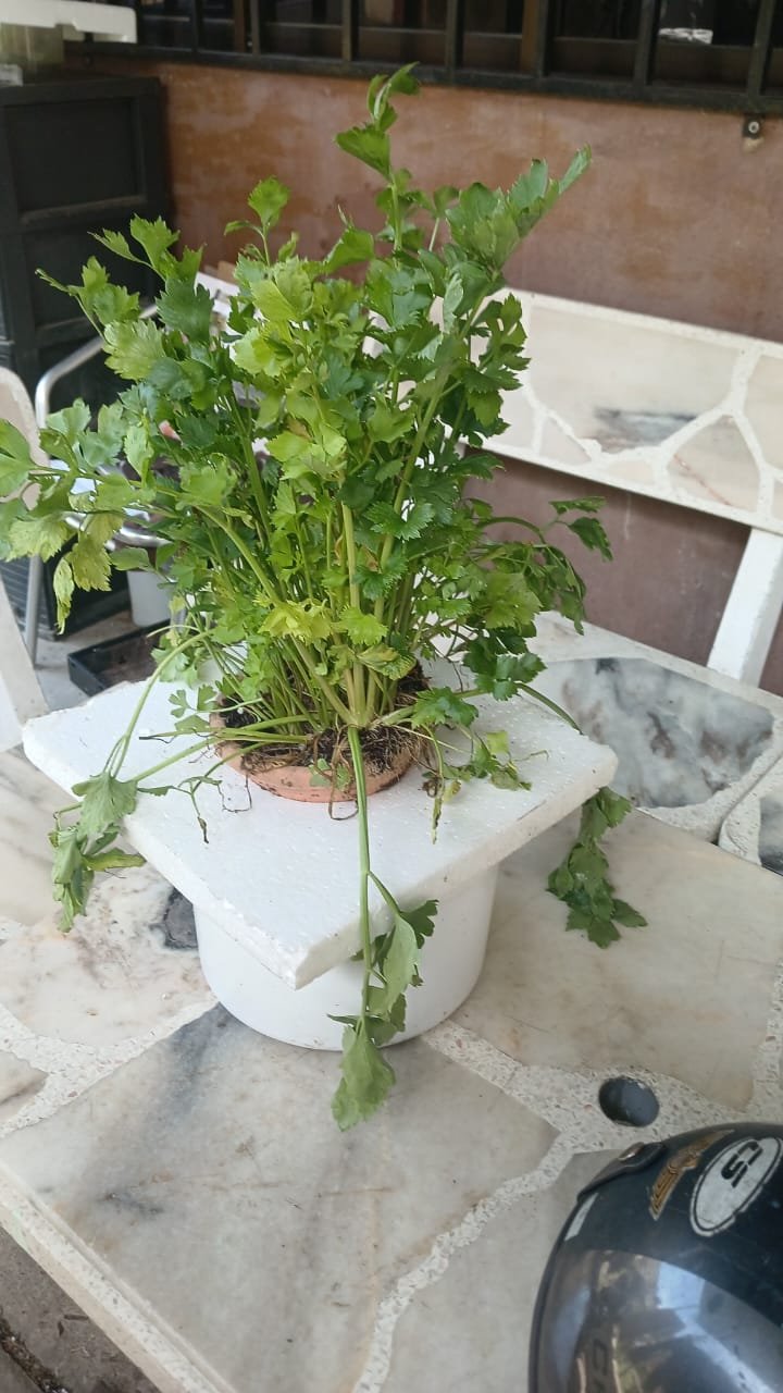 Pokok Daun Sup