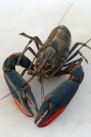 UDANG KARA SEGAR HIDUP
