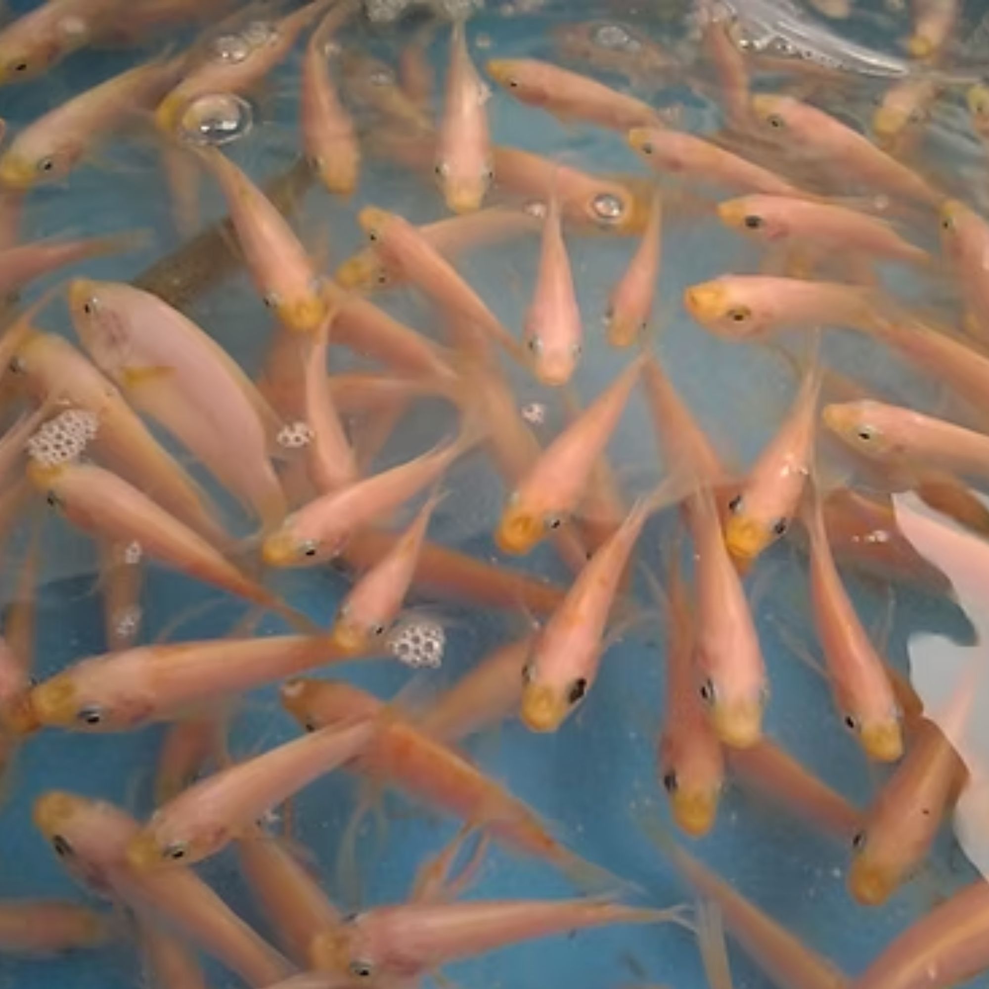 Tilapia fingerlings