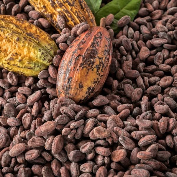 Cocoa Beans Available For Sale